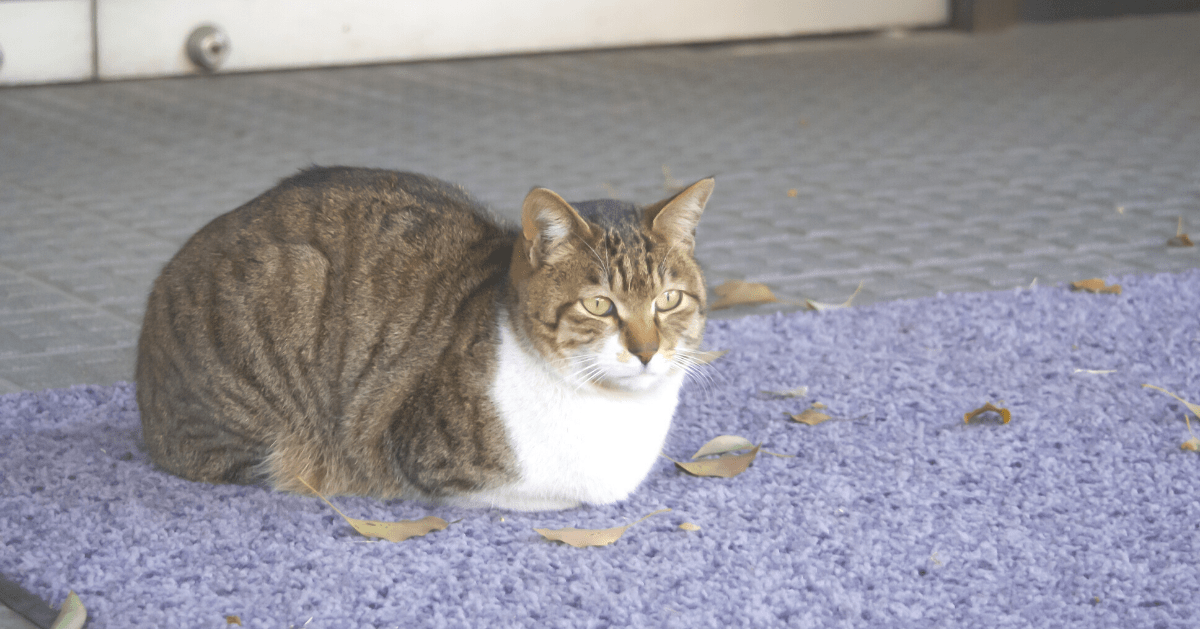 Cats cheap folding paws